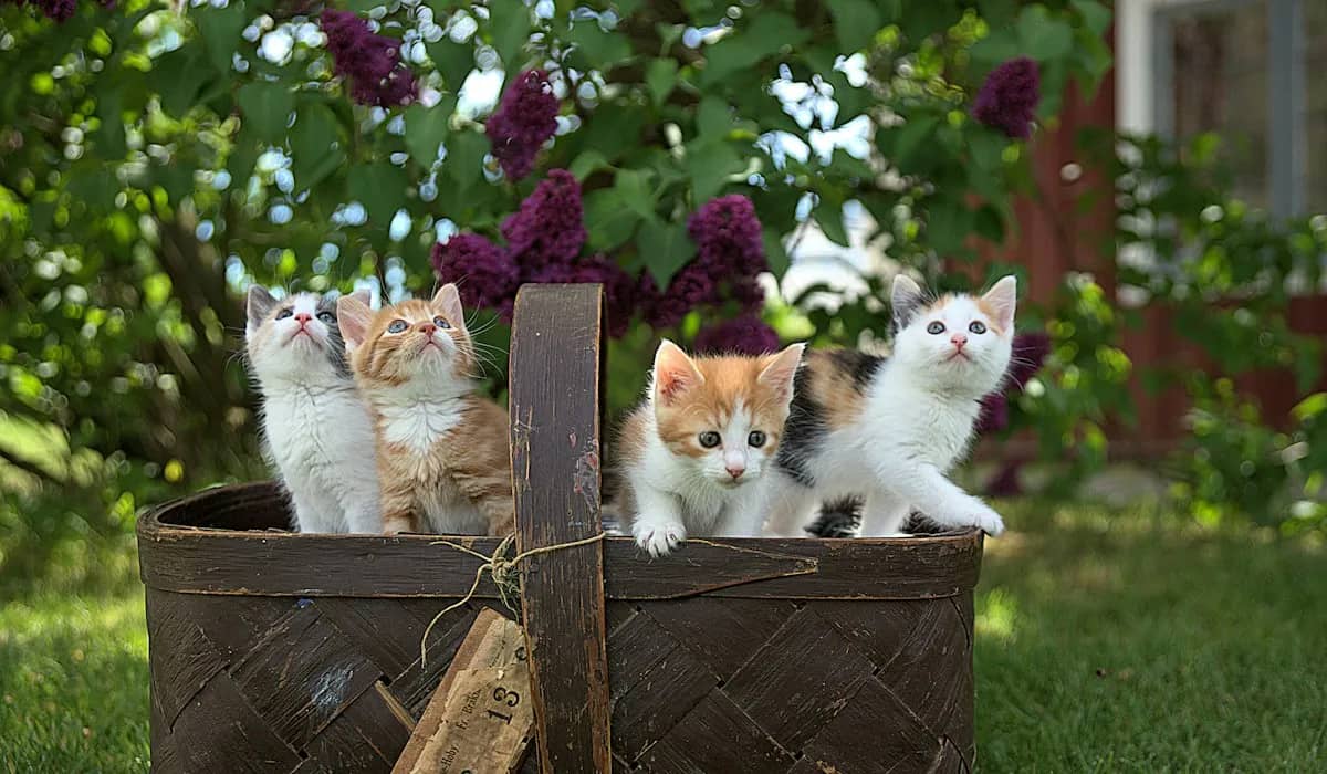 Hasır sepette dört kedi yavrusu